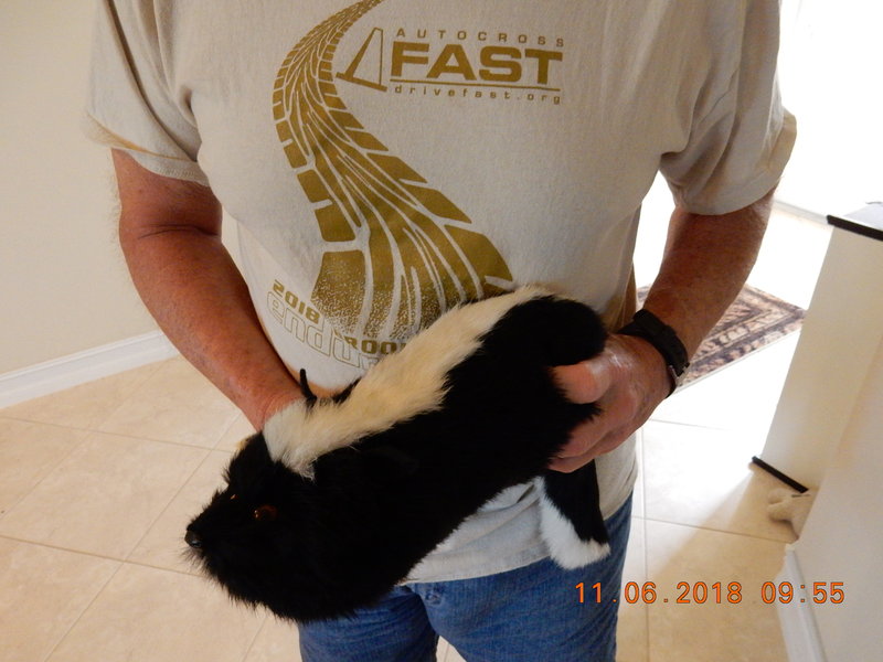 FAST Grid skunk.JPG